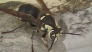 Baldfaced hornet another encounter [upl. by Anilorak514]