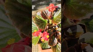 Both Begonias got back life 🥰MyBitsyHappiness shortsviral like life gardening begonia [upl. by Nuoras]