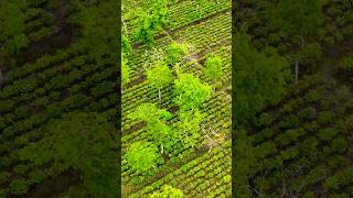 Tea Garden Sylhet Aerial view shorts teagarden green nature travelling Bangladesh youtube [upl. by Nivrek237]