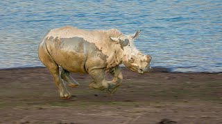 Close knit Rhino Family [upl. by Isabella]