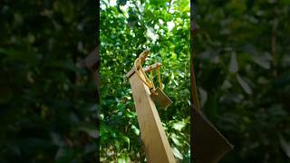 amazing slingshot wooden slingshot diycraft [upl. by Weirick]