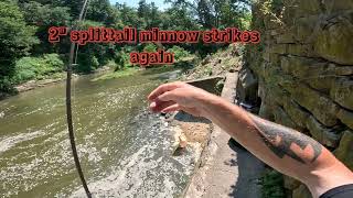 Crappies in Lake Marinuka in Galesville wi [upl. by Yboj]