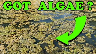 HOW TO MANAGE ALGAE IN PONDS  Captains Guide to Clear Water pondalgae algaecontrol managealgae [upl. by Nnalatsyrc368]