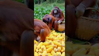 Orangutans working in the cornfield [upl. by Apilef]