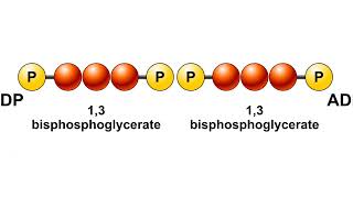 Glycolysis Animation [upl. by Patrizius920]