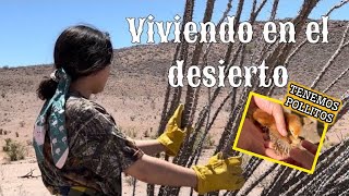 60🔥RESCATANDO OCOTILLOS🔥TENEMOS POLLITOS🐥 VIDA EN EL DESIERTO🌵ocotillo vlog campo [upl. by Ydnor]