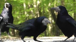 Video for Cats to Watch Birds  Rook amp Jackdaw [upl. by Nnylhtak480]