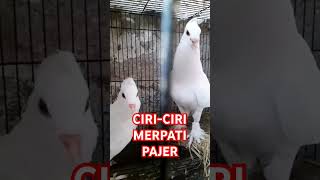 CIRICIRI MERPATI ENDEMIK PAJER [upl. by Roy914]