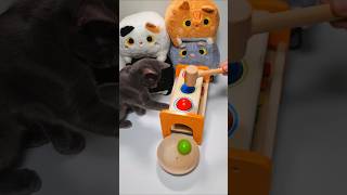 Cat Barsik 🌼 🍁 🐱 Ball Mallet 🌈 Xylophone with Wooden Balls Sound Oddly Satisfying video catbarsik [upl. by Atsirt]