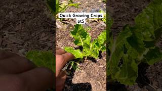 Quick Growing Crops pt5 [upl. by Nonez744]