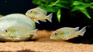 Update on Geophagus Tapajos Red Head Aquarium and Feeding Bloodworms [upl. by Ettennod]