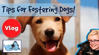 Everything You Need to Know about Fostering Dogs Foster a Dog Today [upl. by Ahsek574]