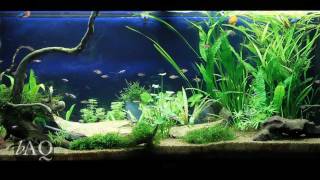 Juwel Rio 240  Planted community tank HD [upl. by Appleton]