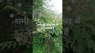 astrolgy pt pradeep mishra ji ki vaani जानिए शमी का पौधा घर में क्यों लगाया जाता है vastutips 👈🙏🙏 [upl. by Yecniuq438]