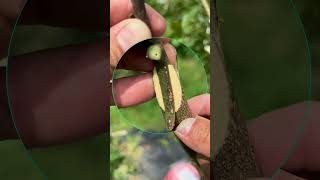 Quick Tongue Grafting Guide graft grafting diy farming garden gardening nature plants [upl. by Atener32]