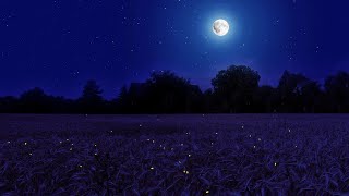 Night Ambience on a Barley Field Crickets Chirping and Wind Sounds  Summer Full Moon [upl. by Asyal842]