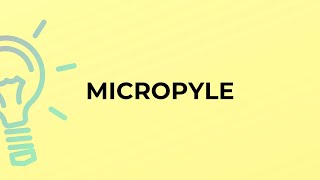 What is the meaning of the word MICROPYLE [upl. by Eneleahs253]