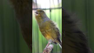 CHIRPING CANARIES ARE VERY POWERFUL STIMULATING SOUNDS [upl. by Raycher]