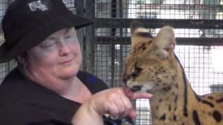 Serval Cat Encounter  Werribee Open Range Zoo [upl. by Liggitt]