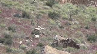 Big Horn Sheep Aravaipa AZ  Mark Storto Nature Clips [upl. by Anaehr]