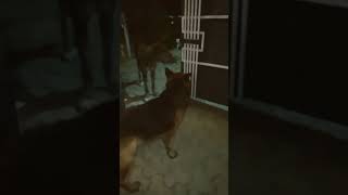 Amazing dog 🐕 trending doglover viralvideo shortvideo [upl. by Anrapa687]