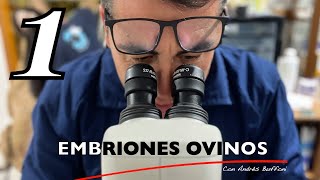 Embriones Ovinos con Andrés Buffoni  Parte 1 [upl. by Eiramana]