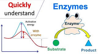 Enzymes [upl. by Halihs]