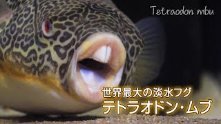 世界最大の淡水フグ テトラオドン・ムブ（Tetraodon mbu puffer） [upl. by Hemetaf]