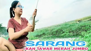 mancing di kolam sungai sawah kampung pedesaan waktu pagi hari yang indah udara ya sejuk sekali [upl. by Marin]