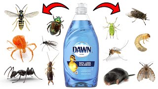 How To Effectively Get Rid of Pests With Dawn Dish Soap [upl. by Odyssey]