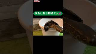 求愛したら即終了04 VS冷感タオル クサガメ つく shorts 爬虫類 亀飼育 亀 かわいい Reeves Turtle courtship dance 求愛ダンス 求愛行動 [upl. by Anuahsal91]