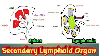 Secondary lymphoid organorgans of immune systemhuman lymphoid organs [upl. by Marchak]