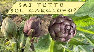 CARCIOFI coltivazione e raccolta [upl. by Singleton]