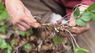 Crinkle Root Cardamine diphylla [upl. by Grekin]