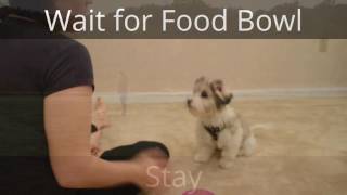 18WeekOld Coton de Tulear Puppy Obedience Training [upl. by Litnahs455]