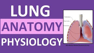 Lung Anatomy and Physiology  Gas Exchange in the Lungs Respiration Transport Alveoli Nursing [upl. by Sirovat854]