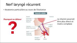 Nerf laryngé récurrent [upl. by Aihseit333]