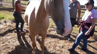 Vlog Aout 2016  Fête du Cheval Moutiers les Mauxfaits en Vendée [upl. by Herrmann]