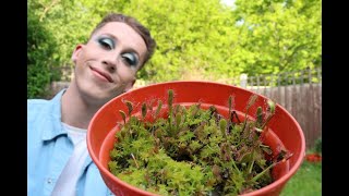 Great Sundew Reintroduction to Cheshire [upl. by Tri]