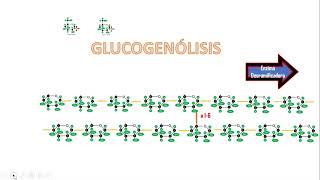 GLUCOGENÓLISIS by Giuliana ‐ Hecho con Clipchamp PPT [upl. by Frayda]