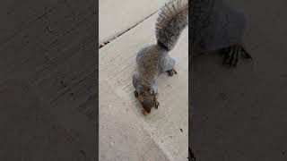 We have options Brown Noser squirrel squirrelvideo squirrels squirrelwatching squirrelfriend [upl. by Rogerio]