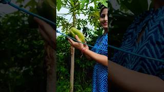 Papaya harvest from our farm house 🏡🏡 papaya fruit harvest organic shorts farm healthyfood [upl. by Hitchcock]