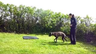 Training young Sighthounds [upl. by Paten]