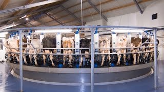 Dairymaster 44 Unit Swiftflo Rotary NETHERLANDS [upl. by Athenian]