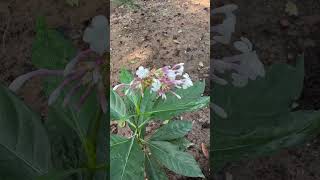 Flowers of Indian snakeroot Sarpagandha medicinal odisha sarpagandha snake medicine [upl. by Oijile]