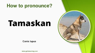 How to pronounce Tamaskan in English correctly [upl. by Enner]