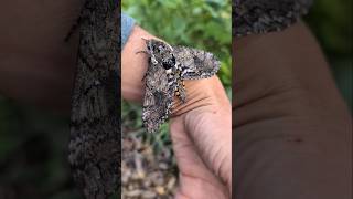 Hornworm MOTH Emerges pollinators hornworm gardenpests shorts [upl. by Fayre]