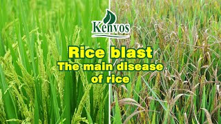 Rice Blast  Fungal disease that causes rice yield reduction [upl. by Shaw674]