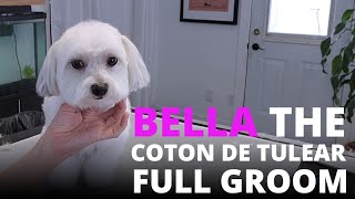 Dog Grooming Coton de Tulear Bella [upl. by Anyahc]