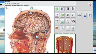 comparacion biophilia tracker y metatron [upl. by Abbottson89]